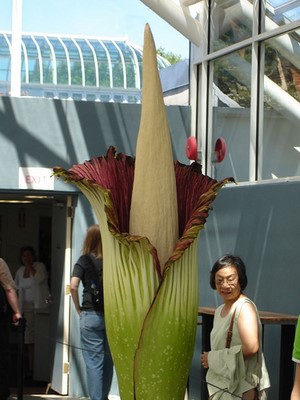 Amorphophallus Titanum