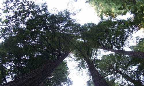 Coast Redwood