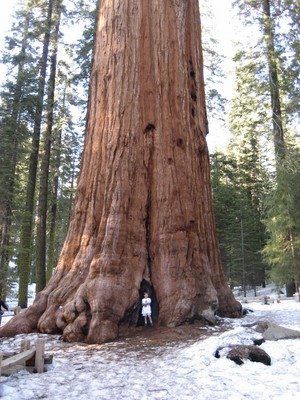 General Sherman - Extremely Giant Plants