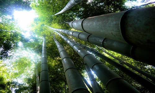 Giant Bamboo (Dendrocalamus Giganteus)