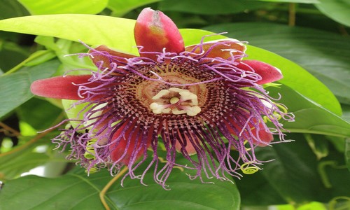 Passiflora quadrangularis