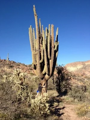 Giant Saguaro