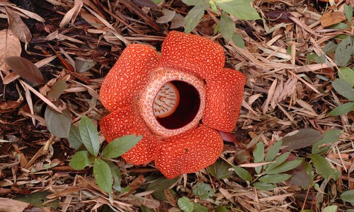 Rafflesia Plant