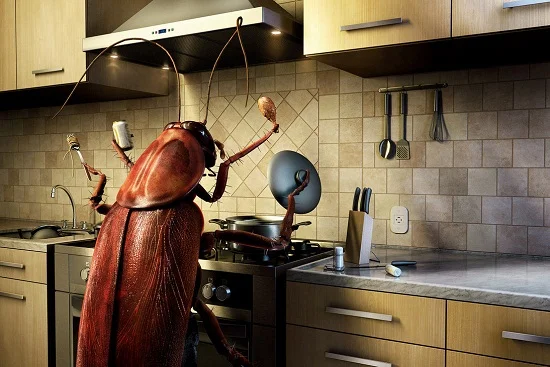 cockroach