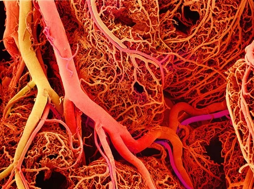 blood vessels laid end to end