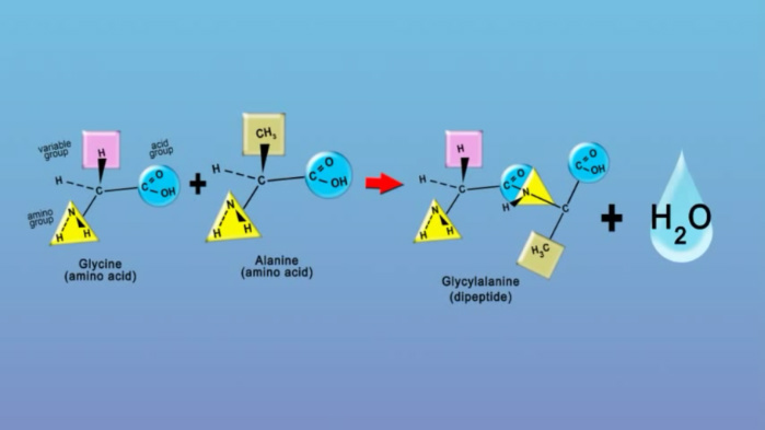 Peptides