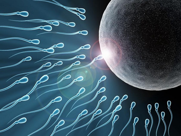 female egg and sperm