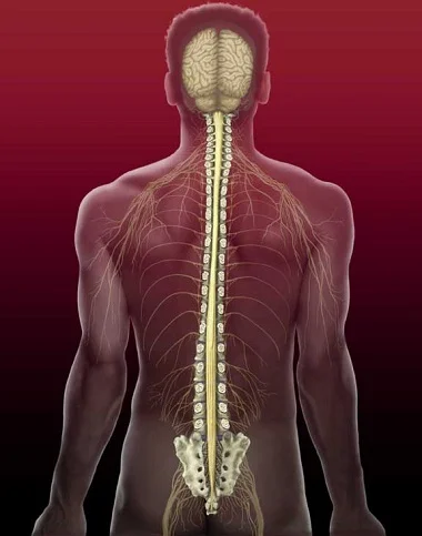spinal cord