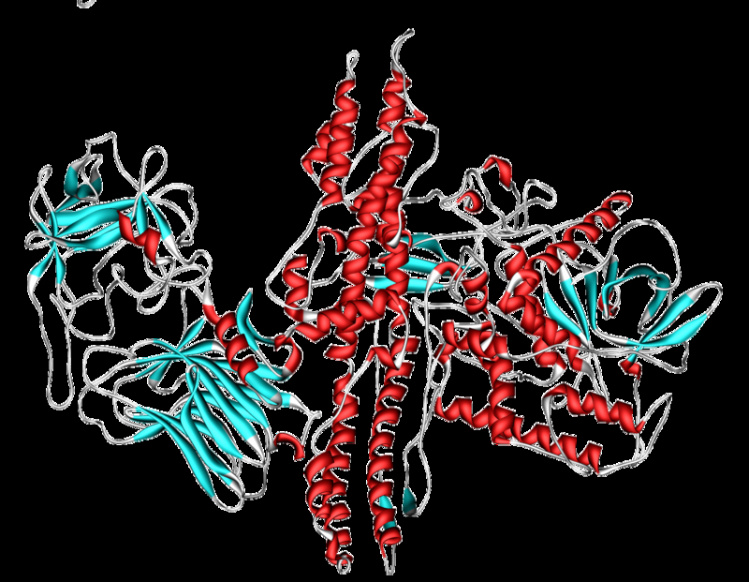 Botulinum toxin
