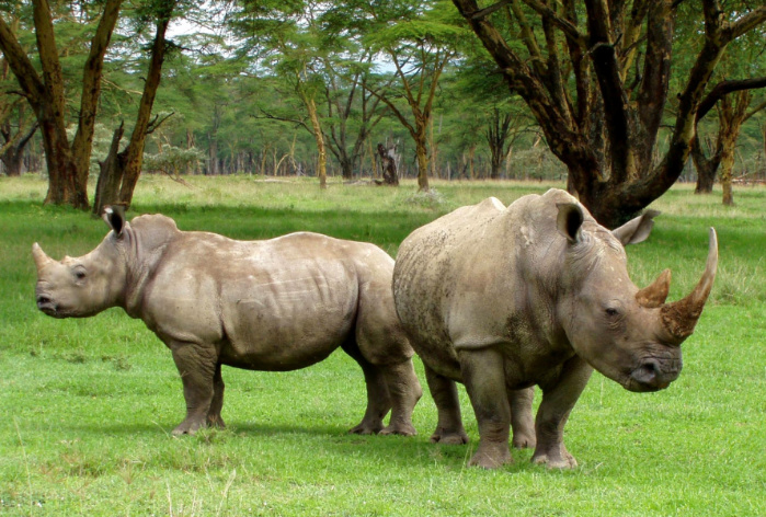 Wildlife trafficking