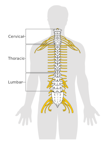 Segments of the spinal cord