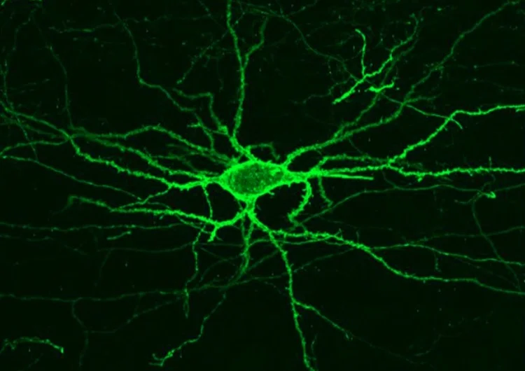 Measuring Brain's Electrical Activity