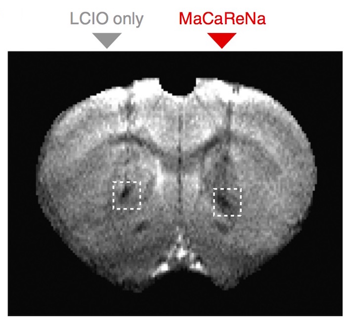 Detailed Rat Brain Imaging