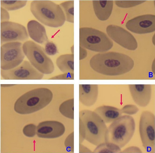 red blood cells