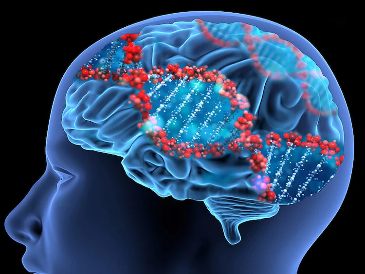 Brain Genes Linked with Intelligence