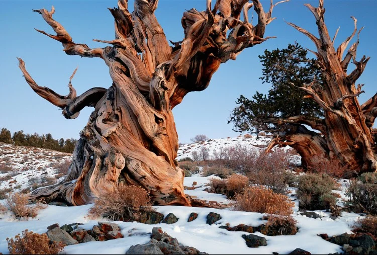 Great Basin bristlecone pine