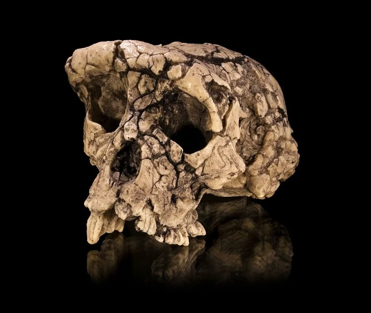 Sahelanthropus tchadensis