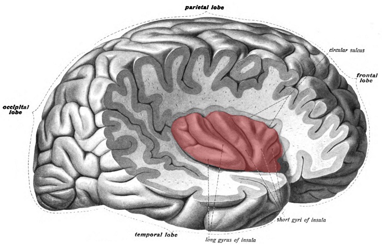 anterior insular cortex regions