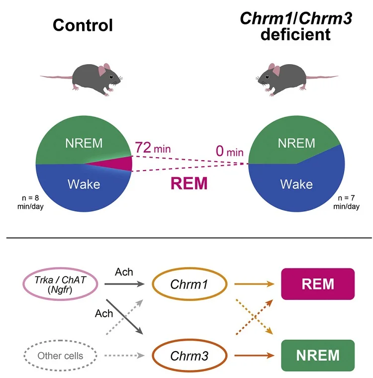 Genes Control How Much We Dream
