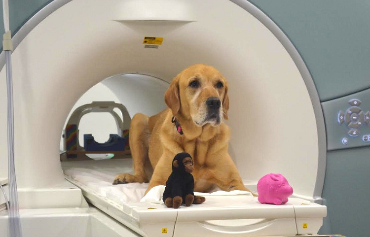brain imaging shows how dogs process words