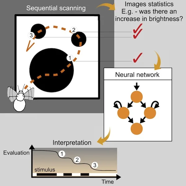 How Smart Are Bees in counting items