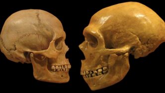 third, unknown human ancestor