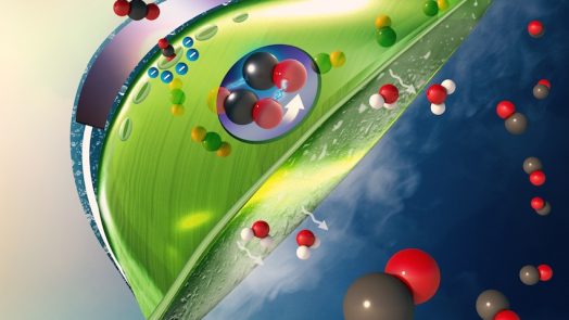 Artificial Leaves can Reduce Carbon Dioxide