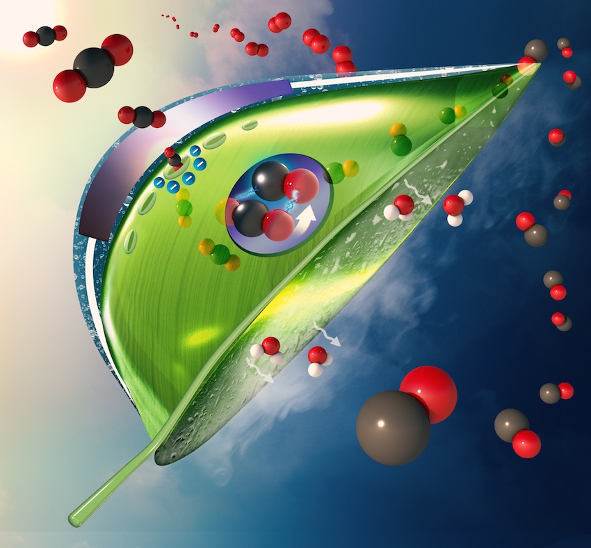 Artificial Leaves can Reduce Carbon Dioxide