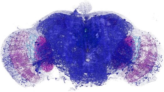 Nanometric Resolution Of Entire Brain