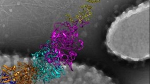 key to create batteries in electricity conducting bacteria