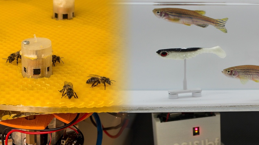 Robots enable fish bees interact