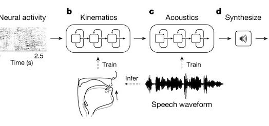 AI generate Speech from neural activity