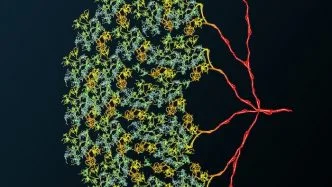 Interneurons In The Fruit Fly