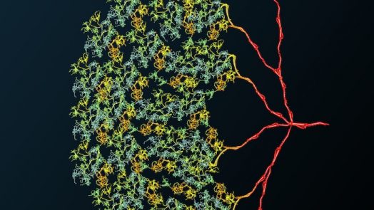Interneurons In The Fruit Fly