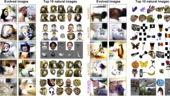 AI reveal neurons in brain visual cortex
