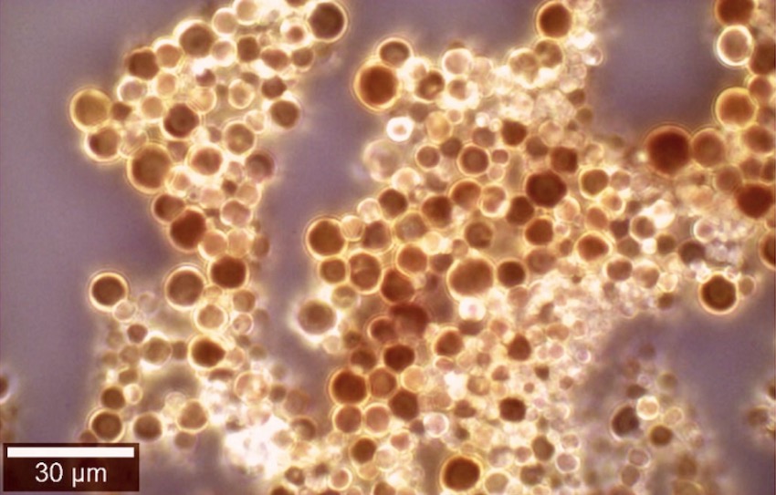 new coating to kill bacteria