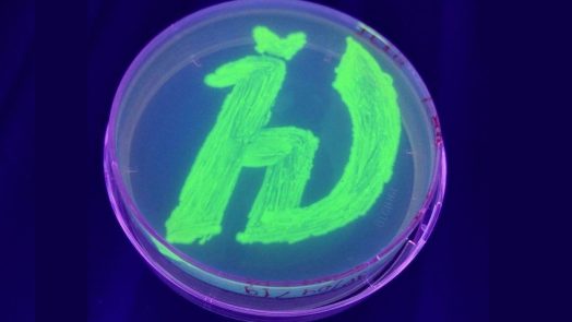 fluorescent protein in petri dish