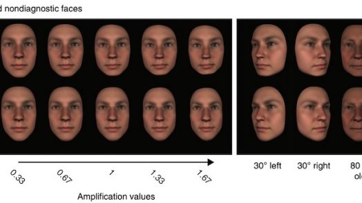 3D Facial Models brain information