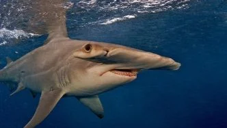 Great hammerhead - types of sharks