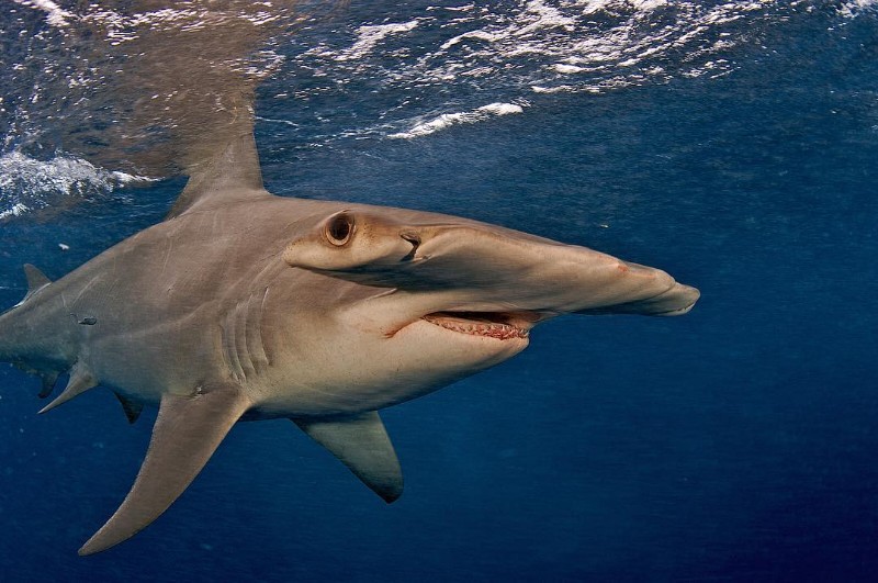 Great hammerhead shark