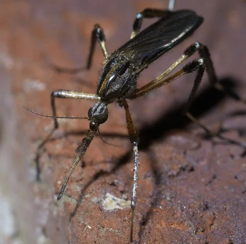 Female psorophora ciliata