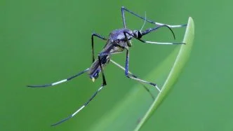 Toxorhynchites speciosus - different types of mosquitoes