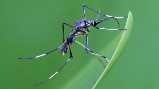 Toxorhynchites speciosus - different types of mosquitoes