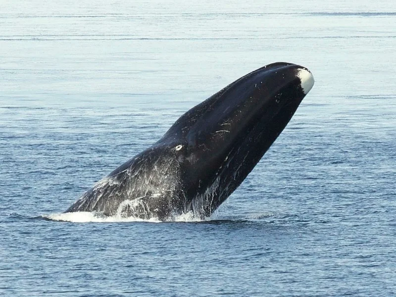 Blowhead whale