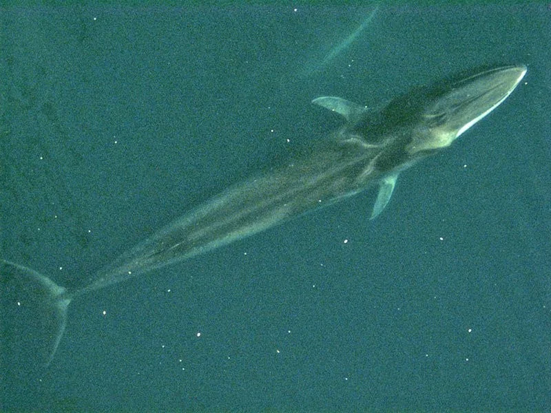 Fin whale