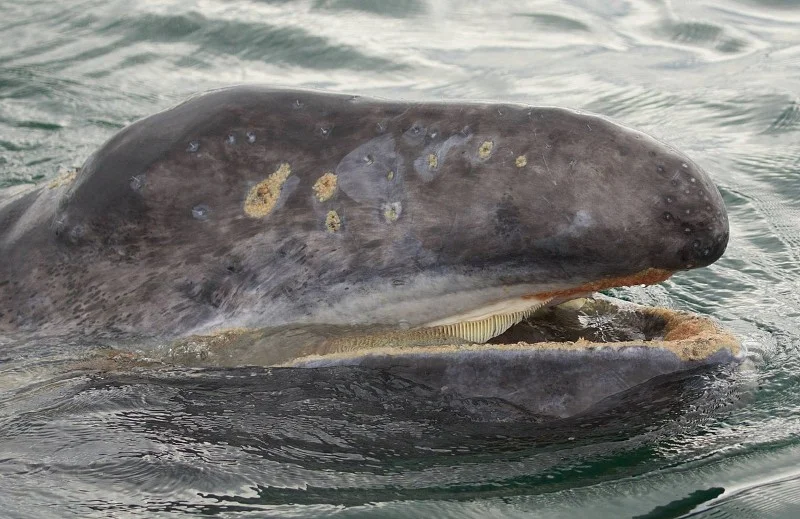 Grey whale