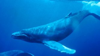 Humpback - different types of whales