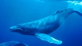 Humpback - different types of whales