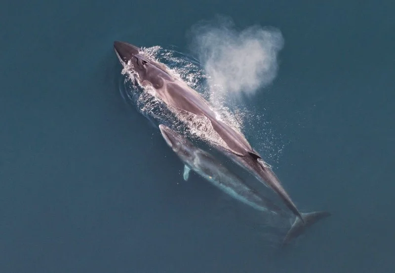 Sei whale