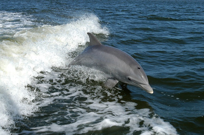 common bottlenose dolphin